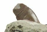 Serrated, Megalosaurid (Marshosaurus) Tooth in Sandstone #222503-2